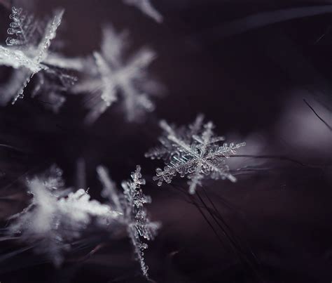 Snowflakes Pikabumonster