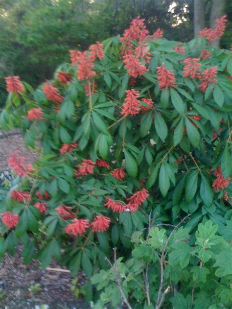 Maybe you would like to learn more about one of these? Aesculus Pavia... Red Buckeye Tree Its a medium understory ...