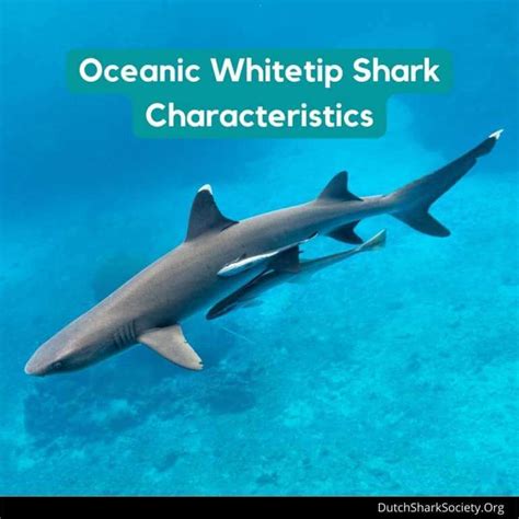 Oceanic Whitetip Sharks Facts And Info Guide Dutch Shark Society