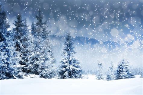 Winter Snow Covered Fir Tree Photography Backdrop N 0026