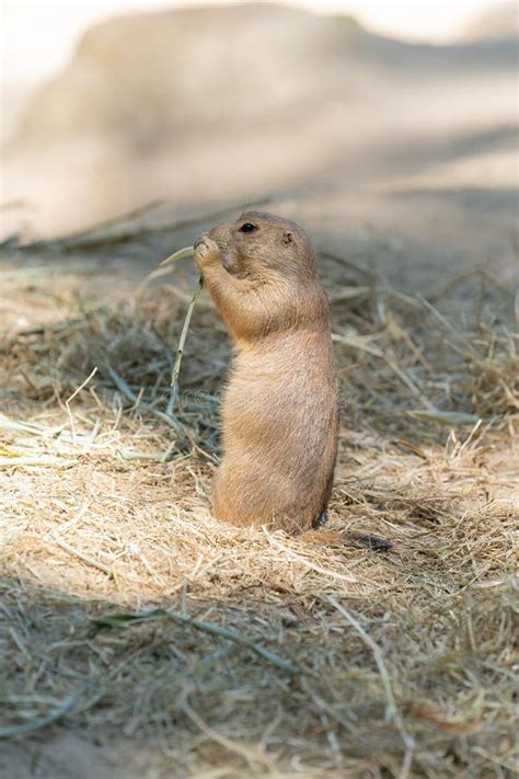 The Black Tailed Prairie Dog Cynomys Ludovicianus Lives In Colonies