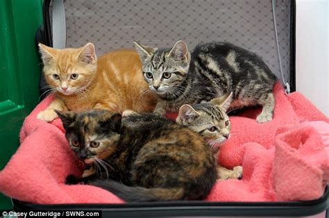 Feline friendship is so important but when you're rescuing kittens from different litters, you'll want to be sure you're introducing them safely. I don't want these kittens - I'm off on holiday! What ...