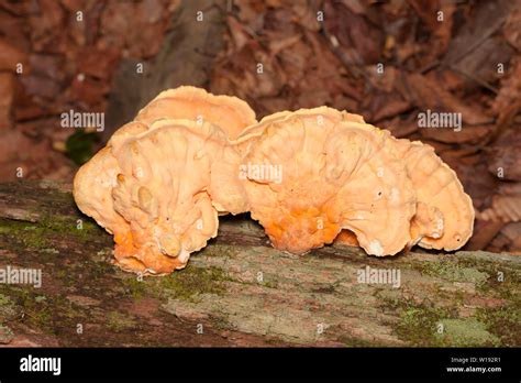 Chicken Of The Woods Laetiporus Sulphureus Stock Photo Alamy