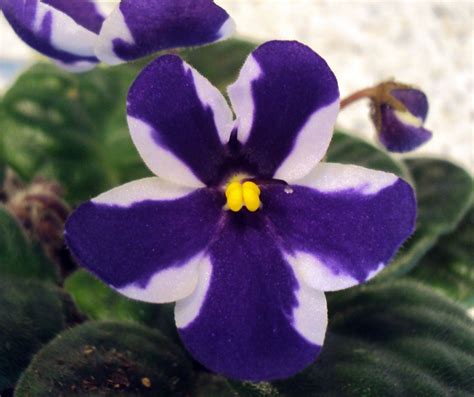 Chimera African Violet These Have The Stripe And Cannot Be Propagated