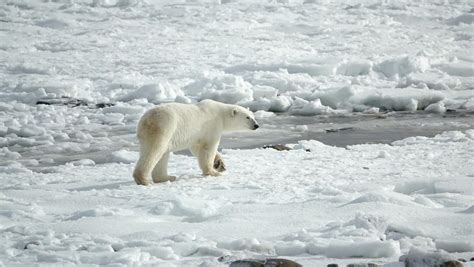 Polar Bears Pictures Clashing Pride