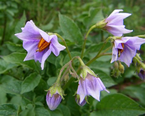 We did not find results for: How to Grow Red Potatoes | Vegetable Garden Blog