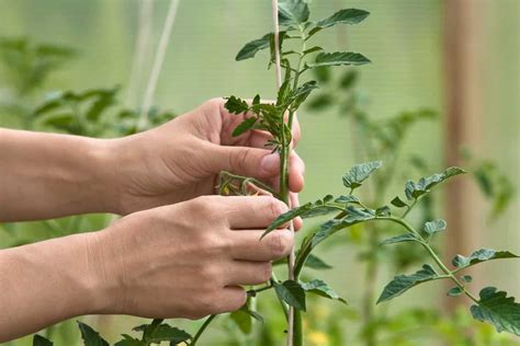 Growing Tomatoes On A String Trellis How To Set It Up