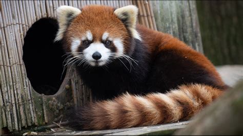 Columbus Zoo Welcomes New Red Panda From Cincinnati Zoo