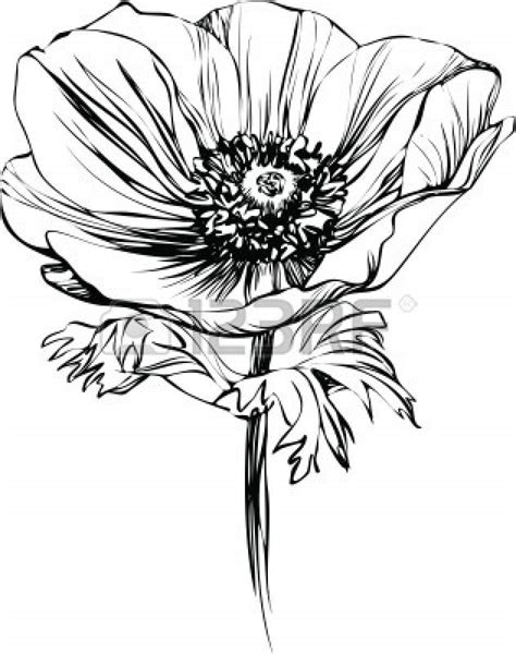 Black And White Picture Poppy Flower On The Stalk Flower Drawing