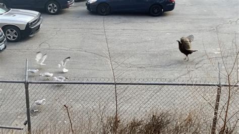 Wild Turkey Visits The Byward Market Ctv News