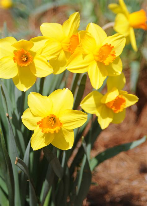 Spring Flowering Daffodils Are A Garden Staple In State Mississippi