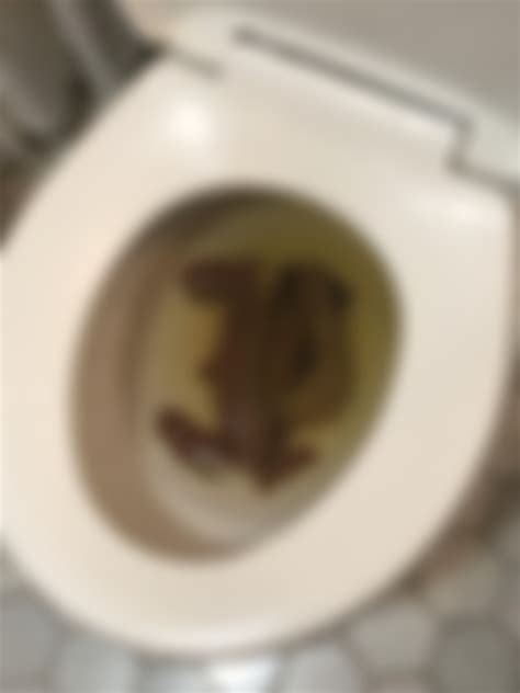 Unleashed On My Toilet This Morning Poop