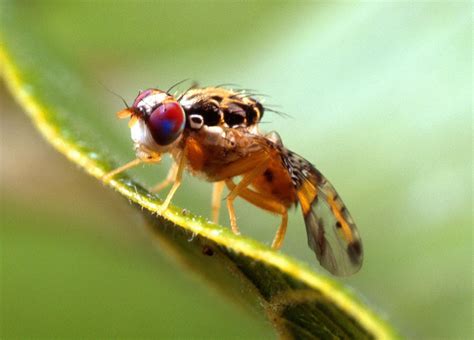 Free Picture Ceratitis Capitata Mediterranean Fruit Fly Macro Close