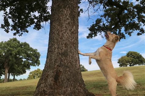 Active Dog Chasing a Squirrel, dog standing down squirrel by tree
