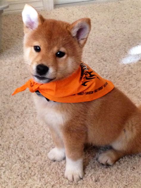 The most common shiba inu baby material is fleece. Shiba inu puppy. Looks like a baby fox.