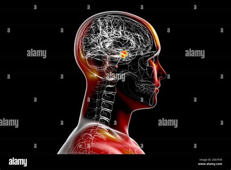 Amígdala Del Cerebro Ilustración Fotografía De Stock Alamy