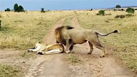 Lion Gives Lioness Rude Wake Up Call With A Bite To The Rear