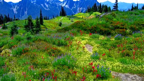 Free Download Mountain Meadow Wallpaper Forwallpapercom 1600x1200 For