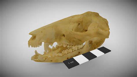 Opossum Skull 3d Model By Uq School Of Earth And Environmental
