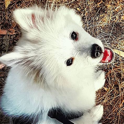 Samoyed Pomeranian Mix A Cute Hybrid Nobody Can T Resist
