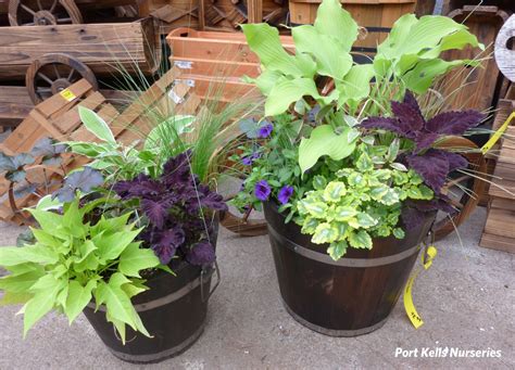 Annual Flower Pot Ideas Port Kells Nurseries Garden