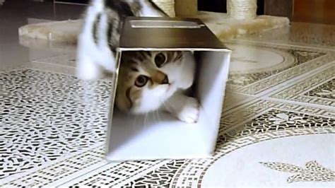 How To Win A Box Funny Cats Playing Youtube