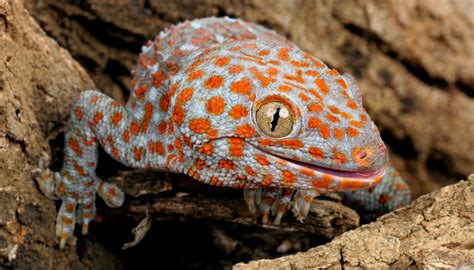 Types Of Geckos In Hawaii Sciencing