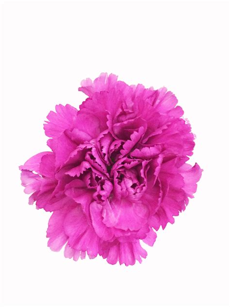 It is a synonym of love. Purple Carnations in Bulk | Metropolitan Wholesale | NJ ...