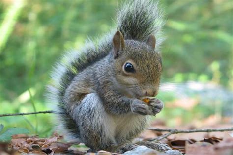 What Do Baby Squirrels Eat Fashion And Lifestyle Magazine