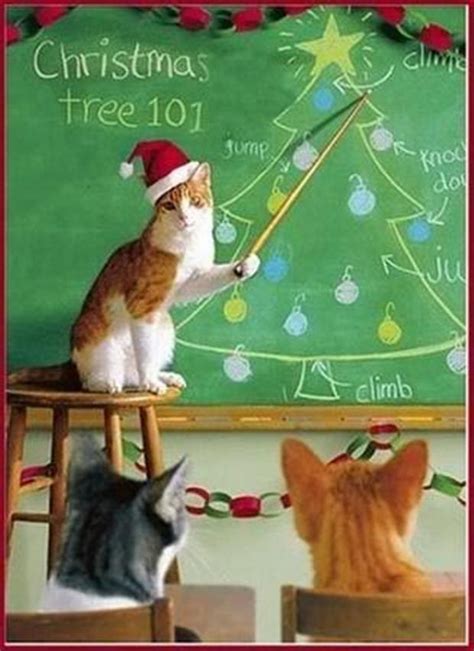 Funny Christmas Pictures 30 Pics