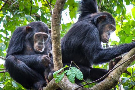 Female Bonding Chimpanzee Sty Image Eurekalert Science News Releases