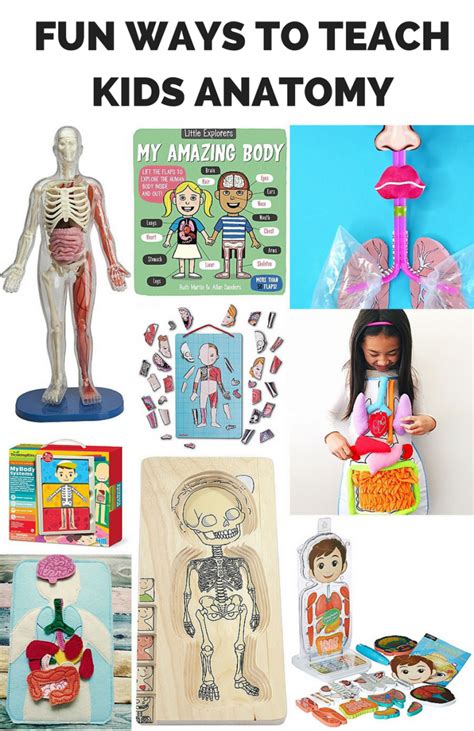 10 Fun Ways To Teach Kids Anatomy Artofit