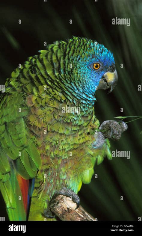 Saint Lucia Parrot Amazona Versicolor Adult Eating Grass Stock Photo