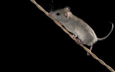 Mice do not spend their whole time inside walls or air ducts. How to Get Rid of Mice Easily? | Fantastic Pest Control