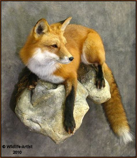 22 Best Fox Mounts Ideas Fox Taxidermy Display Taxidermy Mounts