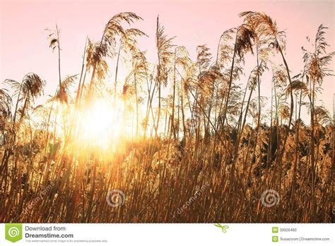 Reed Grass At The Lake Shore Evening Light Stock Photo Image Of