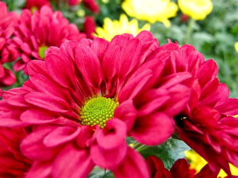 Img 1528 Red Chrysanthemum Bakeling Flickr