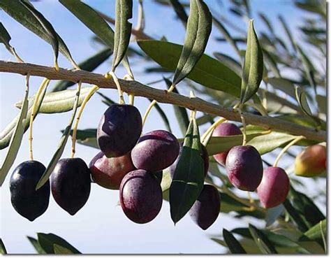 How To Brine Your Own Olives