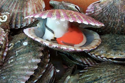 Sustainably Farmed Scallops Peruvian Acuapesca Confirmed Fos