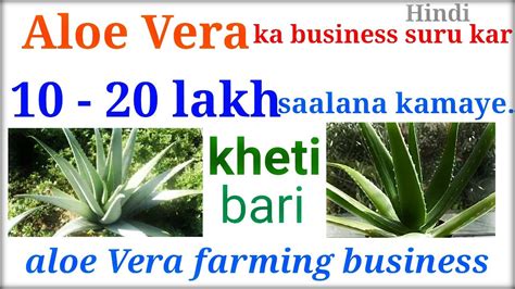 Start Aloe Vera Farming In India Aloe Vera Farming Business In Hindi Youtube