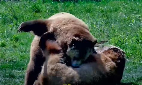 Fierce Death Battle Between Two Grizzly Bears During Mating Season