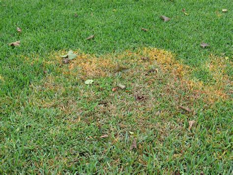 Have Brown Patches In Your Lawn Heres How You Can Prevent The Spread