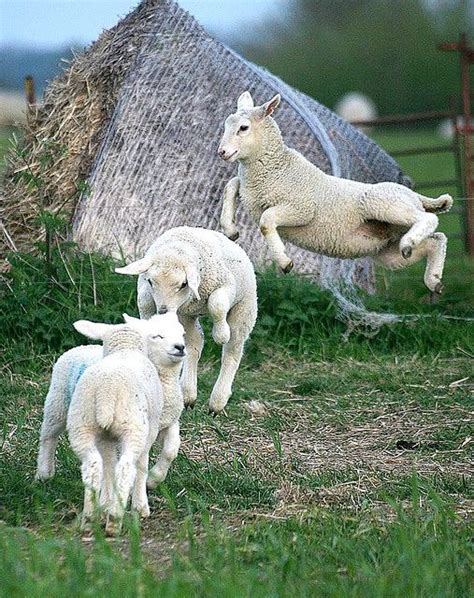 17 Best Images About Sheep Love Lamb Love On Pinterest Spring