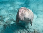 Dugong Facts - Animals of the Ocean - WorldAtlas