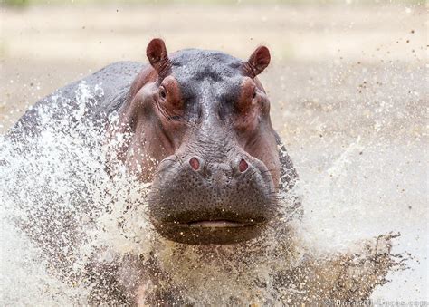 Nijlpaard Snelheid Lopen Nijlpaarden Sneller Dan Mensen Heading