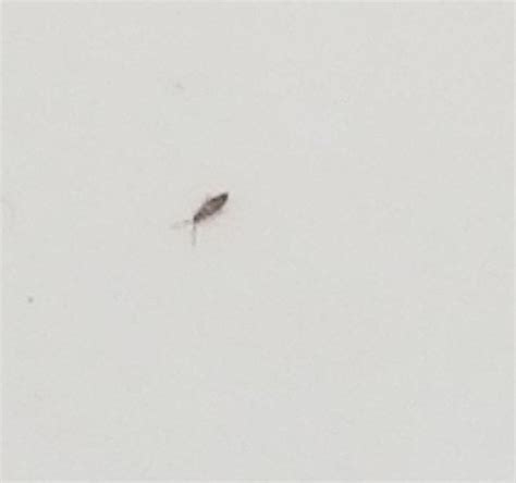 Tiny Bugs In Bathroom In 2020 Bathroom Interior Design Bathroom Interior