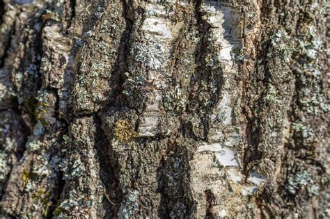 Texture Picture Of Wooden Bark Details Stock Photo Image Of Grunge