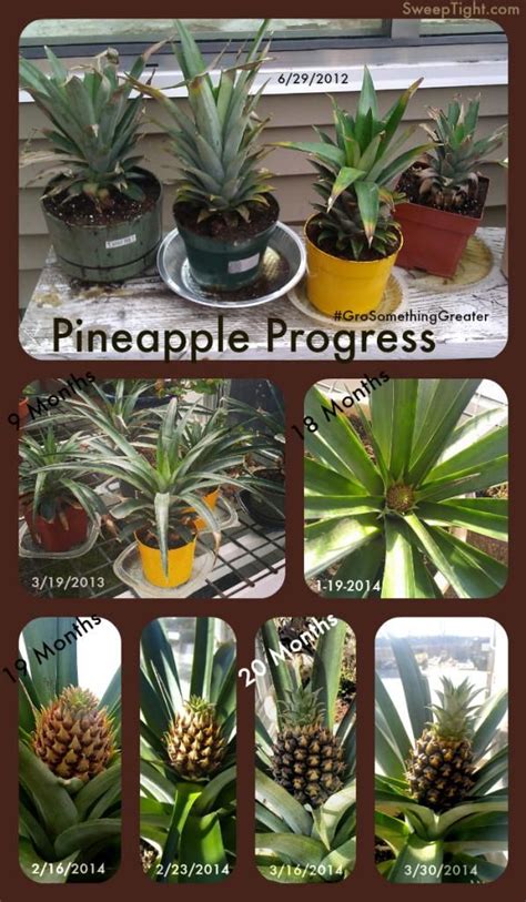 Grow Your Own Pineapple Plants Fruit Garden Pineapple Planting