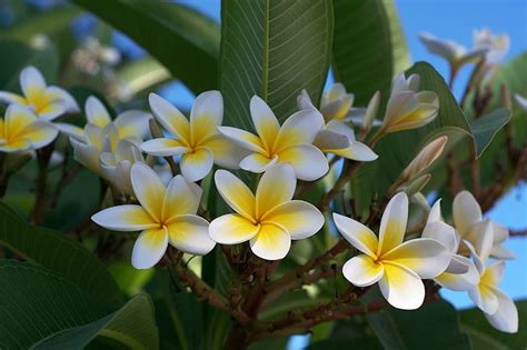 They are grouped by subject matter for your browsing convenience. Plumeria (Frangipani; Hawaiian Lei Flower) | A to Z Flowers