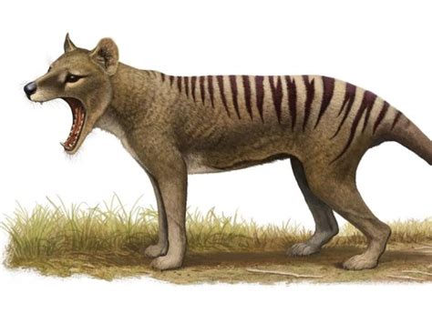 Thylacine or Tasmanian tiger - ABC News (Australian Broadcasting Corporation)